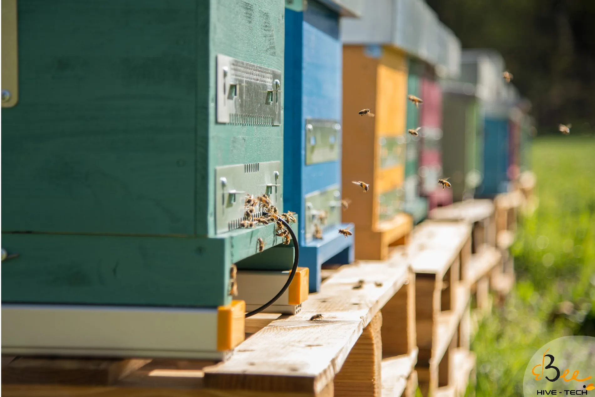 Fila di arnie colorate appoggiate sulle bilance Hive-Tech, con le api in volo davanti all'ingresso