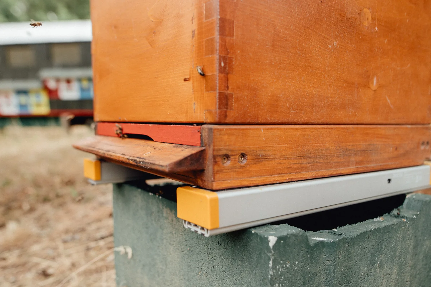 Arnia in legno appoggiata sulle due barre della bilancia Hive-Tech, con i tappi gialli in vista