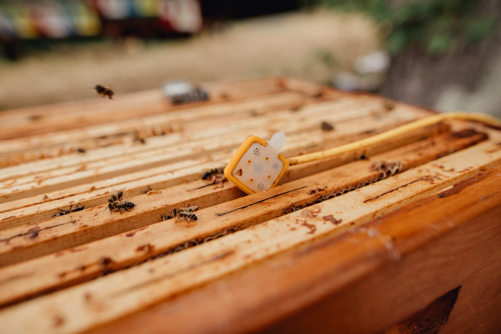 Sensore interno Hive-Tech appoggiato sui telaini di un'arnia, con le api al lavoro