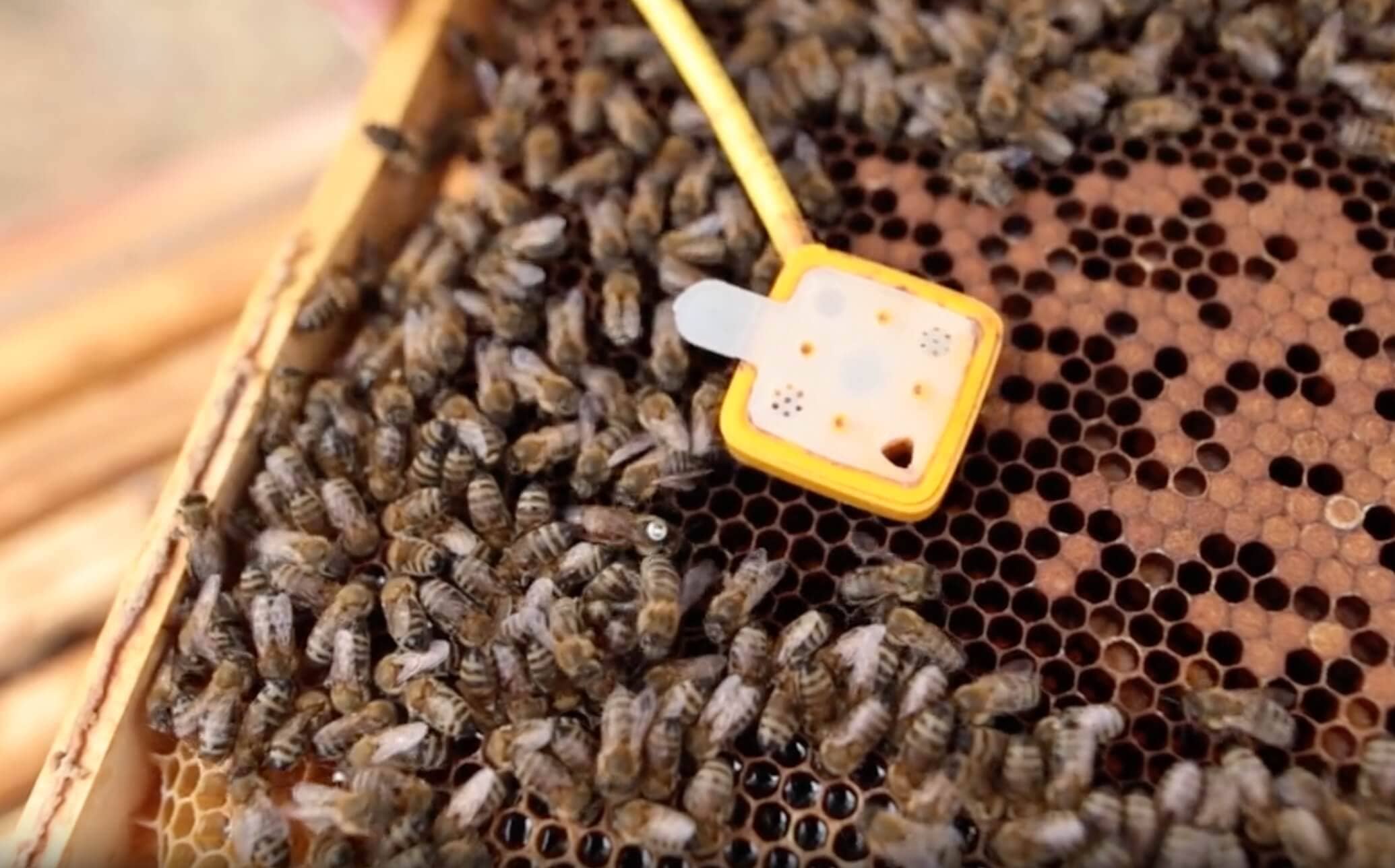 Apicoltore professionale che usa la bilancia Hive-Tech